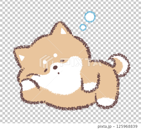 ごろ寝する柴犬 ごろ寝する柴犬 125968839