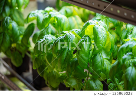 Genovese basil grow in pots on shelf under phyto lights, cultivated in greenhouse for sale and hobby 125969028