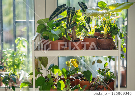 Indoor plants in clay pots on cart at home. Houseplants Alocasia, Philodendron Satin, Dischidia 125969346