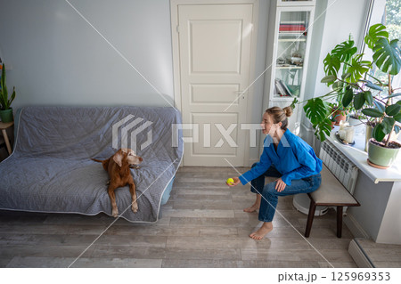 Woman throw ball, engaging Vizsla dog on sofa at home. Training reaction speed, active indoor play 125969353