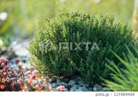 Green fresh aromatic Thymus vulgaris bush growing in garden, closeup. Green fresh aromatic Thymus vulgaris bush growing in garden, closeup. 125969489