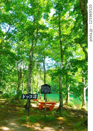 ドッコ沼 蔵王 新緑 ドッコ沼 蔵王 新緑 125969520