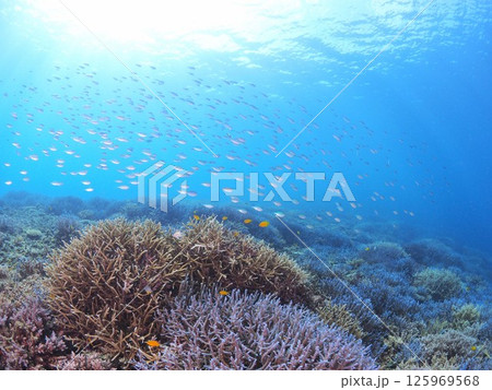 南国リゾートの水中絶景|石垣島で体験するスキューバダイビングと珊瑚礁の海 南国リゾートの水中絶景|石垣島で体験するスキューバダイビングと珊瑚礁の海 125969568