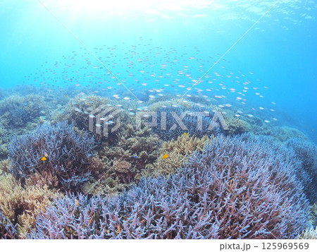 南国リゾートの水中絶景｜石垣島で体験するスキューバダイビングと珊瑚礁の海 125969569