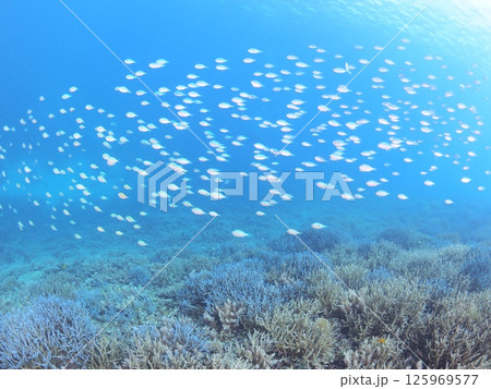 南国リゾートの水中絶景｜石垣島で体験するスキューバダイビングと珊瑚礁の海 125969577