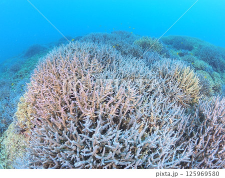 南国リゾートの水中絶景｜石垣島で体験するスキューバダイビングと珊瑚礁の海 125969580
