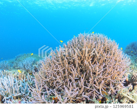 南国リゾートの水中絶景｜石垣島で体験するスキューバダイビングと珊瑚礁の海 125969581