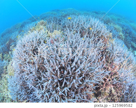 南国リゾートの水中絶景｜石垣島で体験するスキューバダイビングと珊瑚礁の海 125969582
