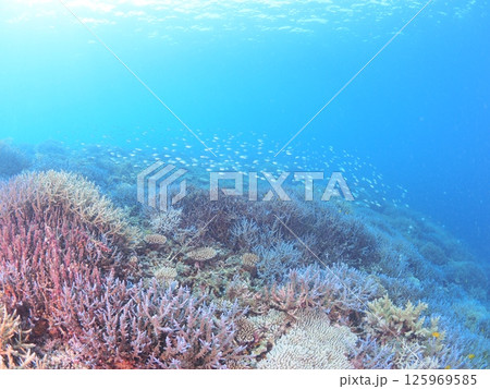 南国リゾートの水中絶景|石垣島で体験するスキューバダイビングと珊瑚礁の海 南国リゾートの水中絶景|石垣島で体験するスキューバダイビングと珊瑚礁の海 125969585