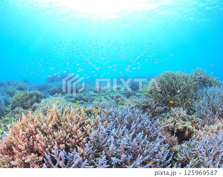 南国リゾートの水中絶景｜石垣島で体験するスキューバダイビングと珊瑚礁の海 125969587