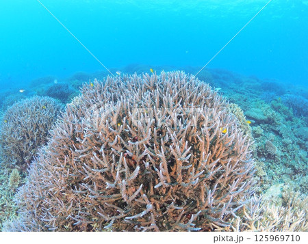 南国リゾートの水中絶景|石垣島で体験するスキューバダイビングと珊瑚礁の海 南国リゾートの水中絶景|石垣島で体験するスキューバダイビングと珊瑚礁の海 125969710