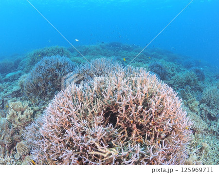 南国リゾートの水中絶景｜石垣島で体験するスキューバダイビングと珊瑚礁の海 125969711