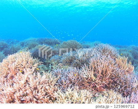 南国リゾートの水中絶景｜石垣島で体験するスキューバダイビングと珊瑚礁の海 125969712