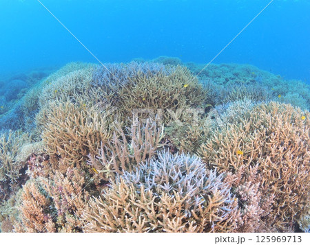 南国リゾートの水中絶景｜石垣島で体験するスキューバダイビングと珊瑚礁の海 125969713