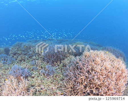 南国リゾートの水中絶景｜石垣島で体験するスキューバダイビングと珊瑚礁の海 125969714