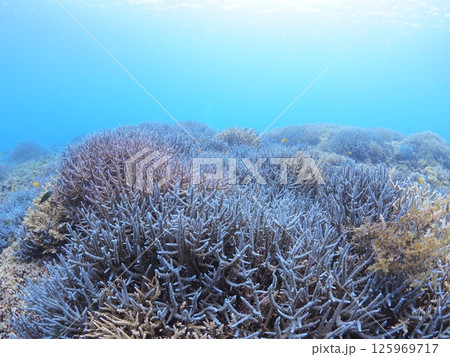 南国リゾートの水中絶景｜石垣島で体験するスキューバダイビングと珊瑚礁の海 125969717