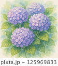 紫陽花 水彩画タッチ 125969833