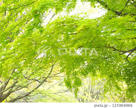 新緑の森と木漏れ日が織りなす癒しの風景｜静かな林の初夏 125969966