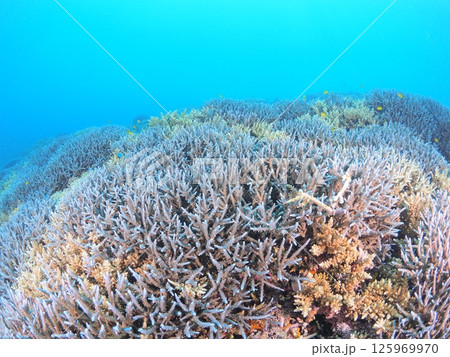 南国リゾートの水中絶景|石垣島で体験するスキューバダイビングと珊瑚礁の海 南国リゾートの水中絶景|石垣島で体験するスキューバダイビングと珊瑚礁の海 125969970
