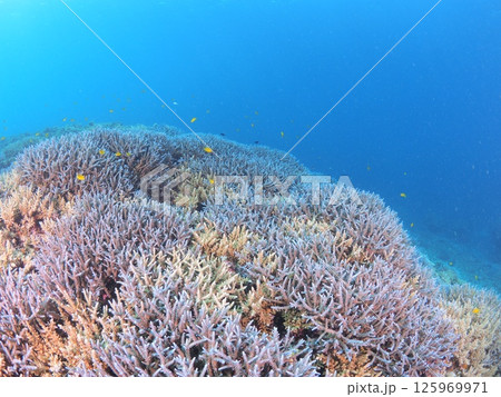 南国リゾートの水中絶景|石垣島で体験するスキューバダイビングと珊瑚礁の海 南国リゾートの水中絶景|石垣島で体験するスキューバダイビングと珊瑚礁の海 125969971