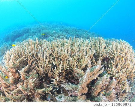南国リゾートの水中絶景｜石垣島で体験するスキューバダイビングと珊瑚礁の海 125969972