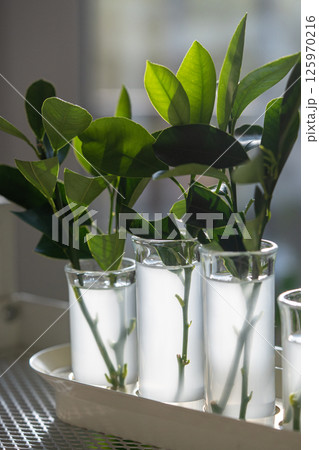 Propagation of citrus trees by cuttings in water enriched with rooting hormones, home gardening.  125970216