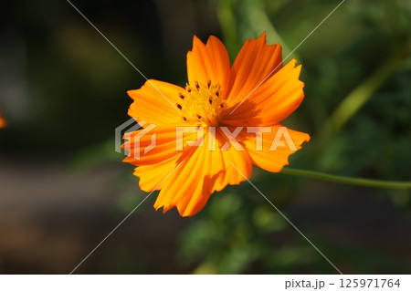 コスモス/お花 125971764