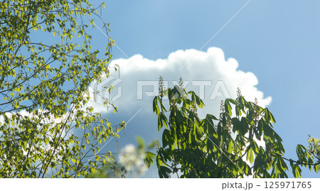 the crown of a chestnut tree against the sky.Bright green chestnut trees in spring the crown of a chestnut tree against the sky.Bright green chestnut trees in spring 125971765
