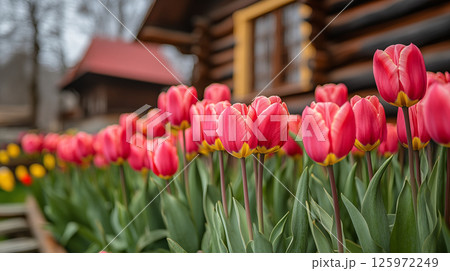 Pink tulips blooming in spring garden with rustic log cabin home in background. Concept of seasonal gardening, country living, and natural landscape design for outdoor spaces 125972249