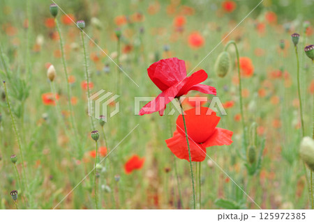 Red poppies, papaver flowers blossom on wild field, meadow in green grass. Nature, floral background Red poppies, papaver flowers blossom on wild field, meadow in green grass. Nature, floral background 125972385