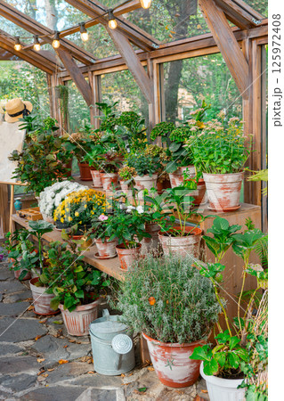 Collection of colorful blooming potted flowers and plants in greenhouse, orangery. Gardening hobby 125972408