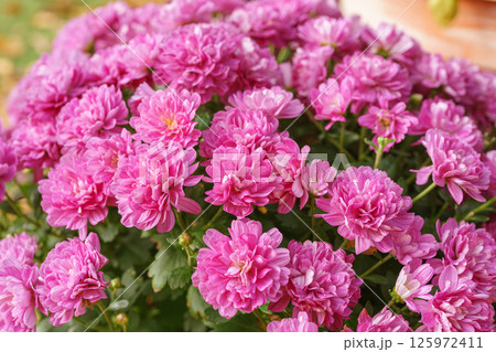 Fresh bright blooming pink chrysanthemums flowers close up, macro Fresh bright blooming pink chrysanthemums flowers close up, macro 125972411