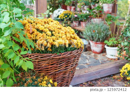 Fresh bright yellow chrysanthemums bouquet in wicker basket on greenhouse background 125972412