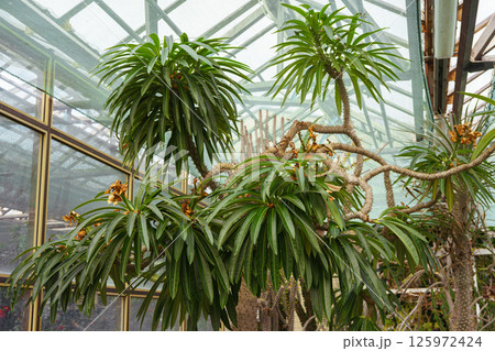 Pachypodium lamerei or Madagascar palm, succulent plant in greenhouse of botanical garden 125972424