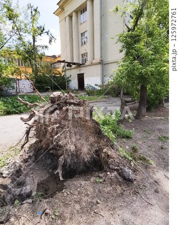Urban street after thunderstorm. Broken trees, snapped branches, Urban street after thunderstorm. Broken trees, snapped branches, 125972761