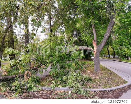 Tree split and leaning over after thunderstorm in Yekaterinburg Russia Broken branches cracked trunk 125972765