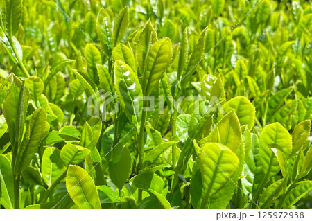 新緑の茶葉 クローズアップ 新緑の茶葉 クローズアップ 125972938