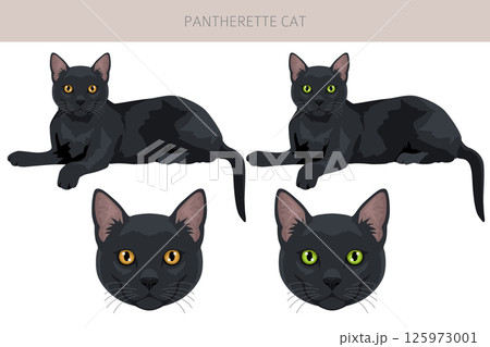 Pantherette Cat clipart. All coat colors set.  All cat breeds characteristics infographic 125973001