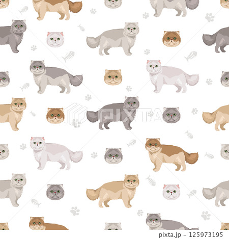 Chinchilla Persian Cat longhaired clipart. Extreme type persian cat. All coat colors set. All cat breeds characteristics infographic Chinchilla Persian Cat longhaired clipart. Extreme type persian cat. All coat colors set. All cat breeds characteristics infographic 125973195