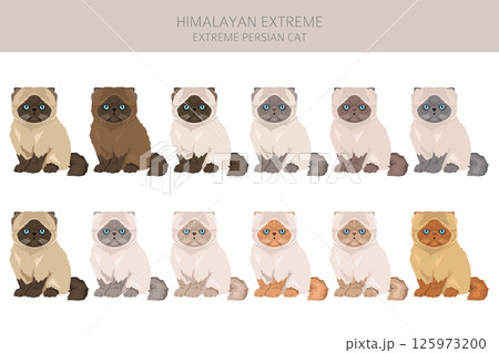 Persian Cat longhaired clipart. Extreme type persian cat. All coat colors set.  All cat breeds characteristics infographic 125973200