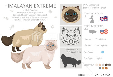 Persian Cat longhaired clipart. Extreme type persian cat. All coat colors set.  All cat breeds characteristics infographic 125973202