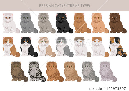 Persian Cat longhaired clipart. Extreme type persian cat. All coat colors set.  All cat breeds characteristics infographic 125973207