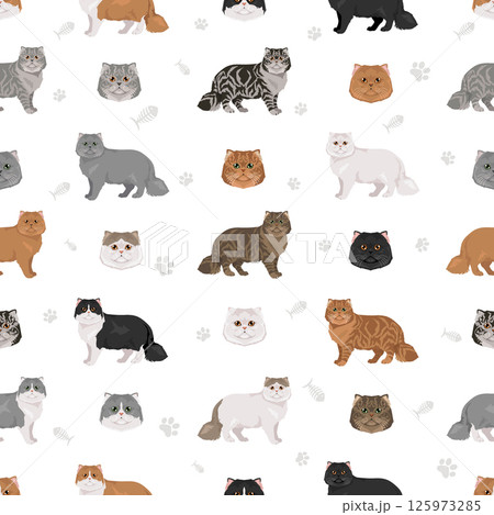 Persian Cat longhaired clipart. Modern type persian cat. All coat colors set.  All cat breeds characteristics infographic 125973285