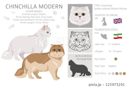 Chinchilla Persian Cat longhaired clipart. Modern type persian cat. All coat colors set.  All cat breeds characteristics infographic 125973291