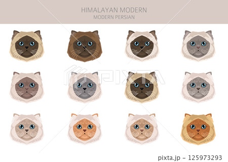 Himalayan Persian Cat longhaired clipart. Modern type persian cat. All coat colors set. All cat breeds characteristics infographic. Vector illustration Himalayan Persian Cat longhaired clipart. Modern type persian cat. All coat colors set. All cat breeds characteristics infographic. Vector illustration 125973293