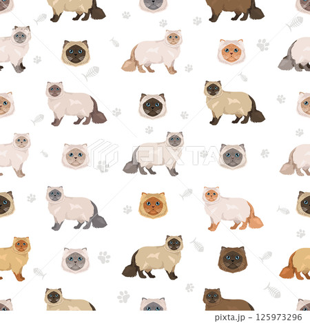 Himalayan Persian Cat longhaired clipart. Modern type persian cat. All coat colors set. All cat breeds characteristics infographic. Vector illustration Himalayan Persian Cat longhaired clipart. Modern type persian cat. All coat colors set. All cat breeds characteristics infographic. Vector illustration 125973296