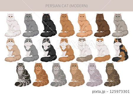 Persian Cat longhaired clipart. Modern type persian cat. All coat colors set. All cat breeds characteristics infographic Persian Cat longhaired clipart. Modern type persian cat. All coat colors set. All cat breeds characteristics infographic 125973301