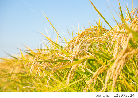 稲穂 125973324