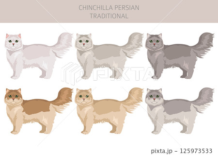 Chinchilla Persian Cat longhaired clipart. Traditional classic type persian cat. All coat colors set.  All cat breeds characteristics infographic 125973533