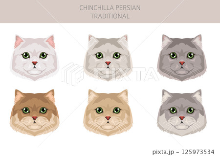 Chinchilla Persian Cat longhaired clipart. Traditional classic type persian cat. All coat colors set.  All cat breeds characteristics infographic 125973534